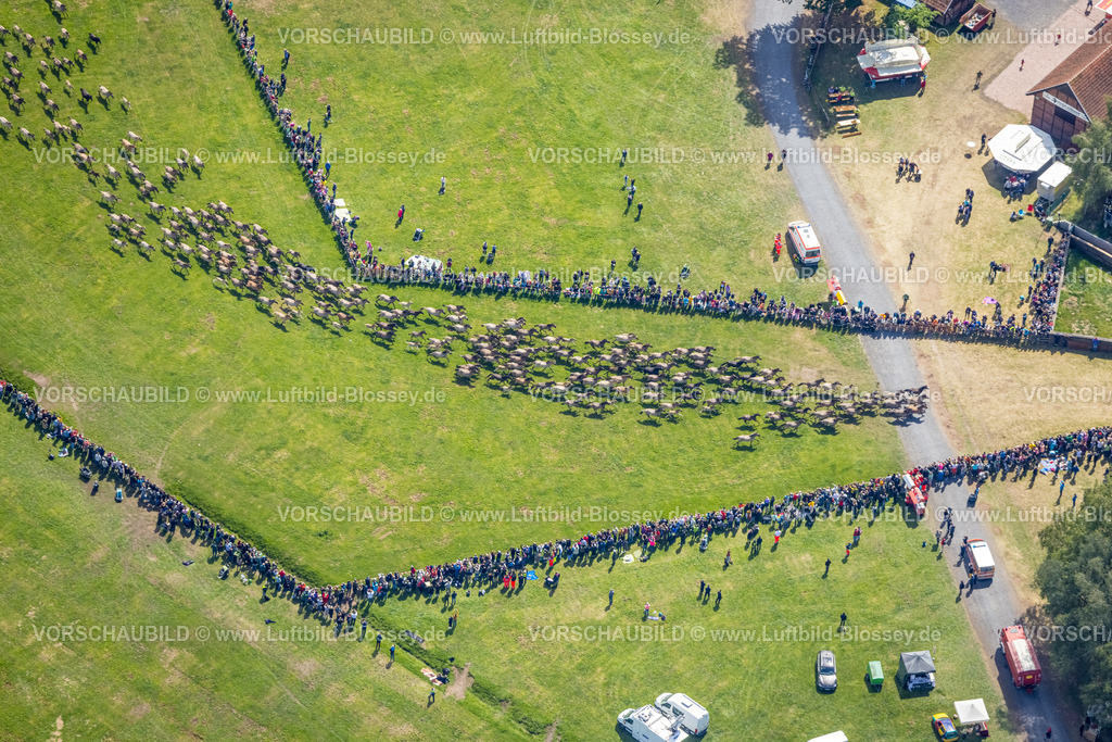 Duelmen220505082MerfelderBruchPferde | Luftbild, Wildpferdefang im Merfelder Bruch bei Dülmen, Arena der Wildpferdebahn, Herzöge von Croÿ Anwesen, Pferdeherde,  Merfeld, Dülmen, Münsterland, Nordrhein-Westfalen, Deutschland