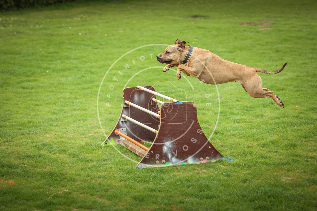 Pfotenfotografie_0L8A9784 | Hundefotografie, Tierfotograf, Pfotenfotografie, Fotoshooting Hund, Hunde Portrait, Hundesport, Hundeportraits, Heideshooting, Hunde, Sportfotograf, Hundefotograf, Turnierhundsport, THS,  - Realisiert mit Pictrs.com