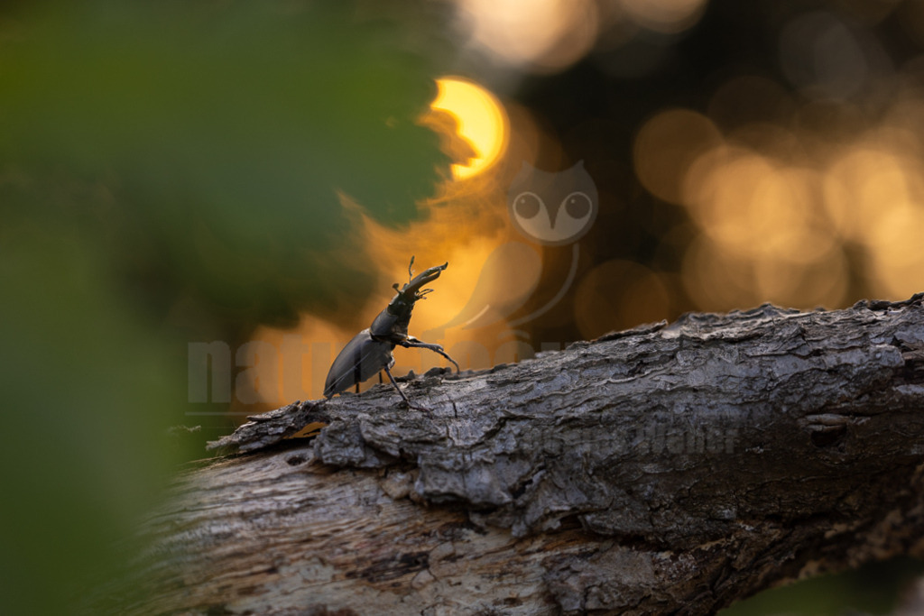 R5NF9668-20230621 | Der Hirschkäfer ist ein Käfer aus der Familie der Schröter. Er gehört zu den größten und auffälligsten Käfern in Europa. Seinen Namen erhielt der Hirschkäfer aufgrund der bei den Männchen geweihartig vergrößerten Mandibeln. - Realisiert mit Pictrs.com