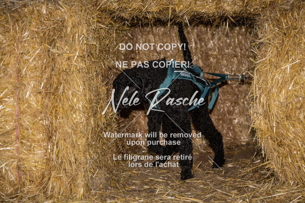 nelerasche_FrNacht_238 | nelerasche