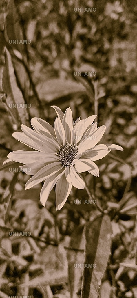 Blume intensivRetro | untamo - Realisiert mit Pictrs.com