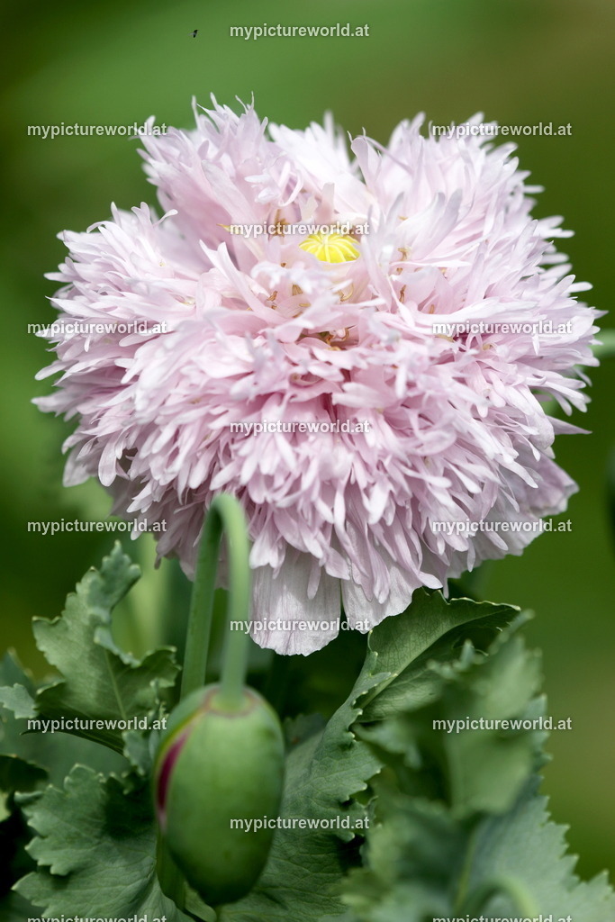 Schlafmohn-006 | Das Bilderarchiv über Tiere, Planzen und Landschaften. In der Bilddatenbank finden Sie ein große Auswahl an hochwertigen Bilder für Ihre Werbung - Realisiert mit Pictrs.com