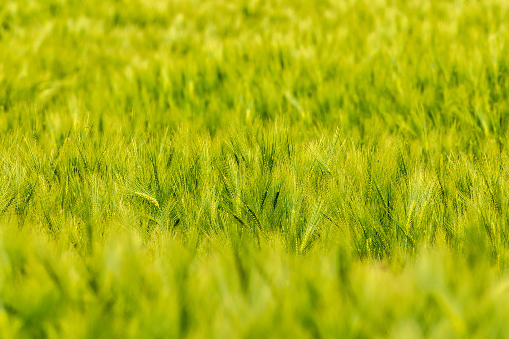 2022_05_31_DSC1949 | Hochwertig gedruckte Fotografien für die Wand, als Kalender und zum Verschenken. Hamburg & Norddeutschland und überall wo ich mit der Kamera unterwegs war.