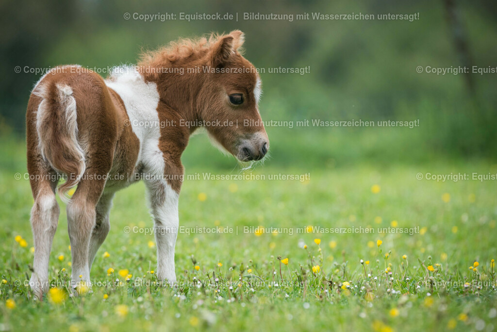 20150502_Fohlen_0009 | equistock
