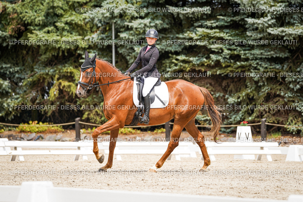 DSC03864 | Pferdegrafie