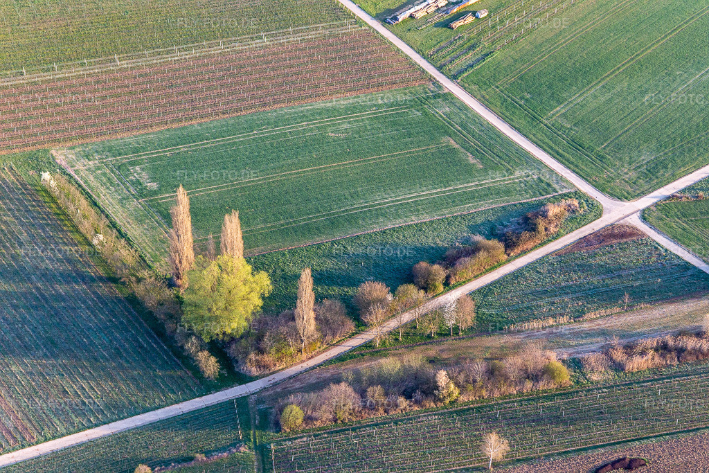 Luftbild: Beginnende Frühjahrsblüte in Göcklingen im Bundesland Rheinland-Pfalz in Deutschland. Foto: IMG_126221.jpg vom 04.04.2021 durch Werner Riehm/FLY-FOTO.de