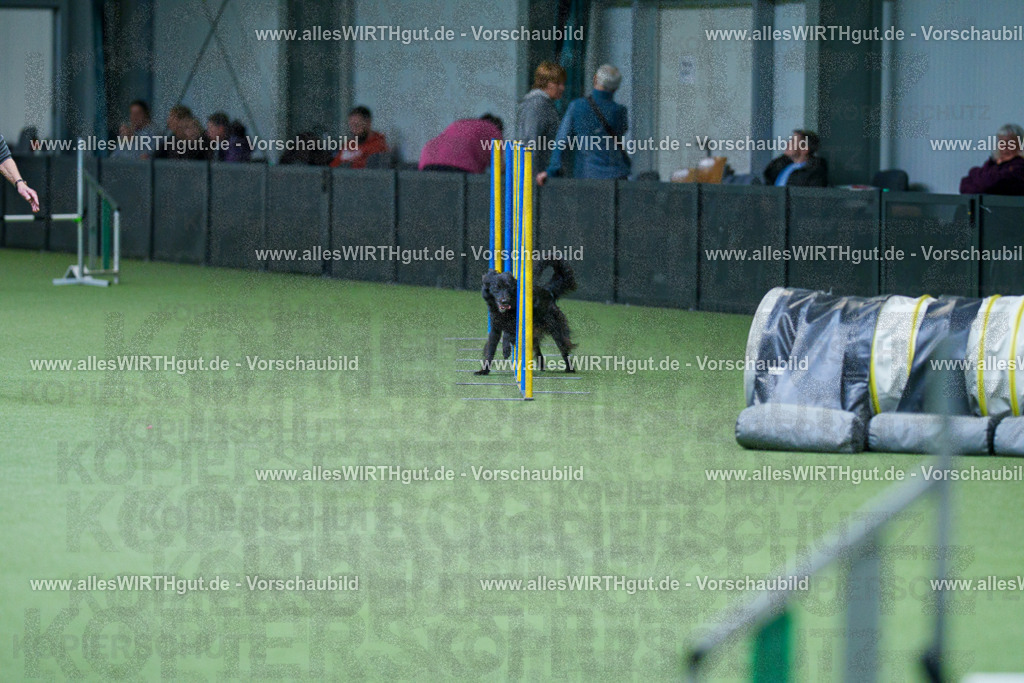 @allesWIRTHgut_Tierfotografie - www.allesWIRTHgut.de - 2604251106-7R501123 | Professionelle Tierfotografie in Mönchengladbach von Daniel Wirth (allesWIRTHgut). Liebevolle & natürliche Bilder von Hunden & Katzen für unvergessliche Erinnerungen.