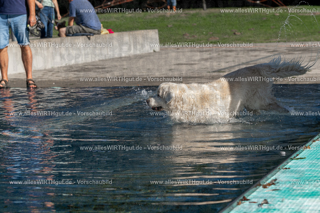 Hundeschwimmen_Volksbad_2026-allesWIRTHgut_Tierfotografie-2609061057-FAY06051 | Professionelle Tierfotografie in Mönchengladbach von Daniel Wirth (allesWIRTHgut). Liebevolle & natürliche Bilder von Hunden & Katzen für unvergessliche Erinnerungen.
