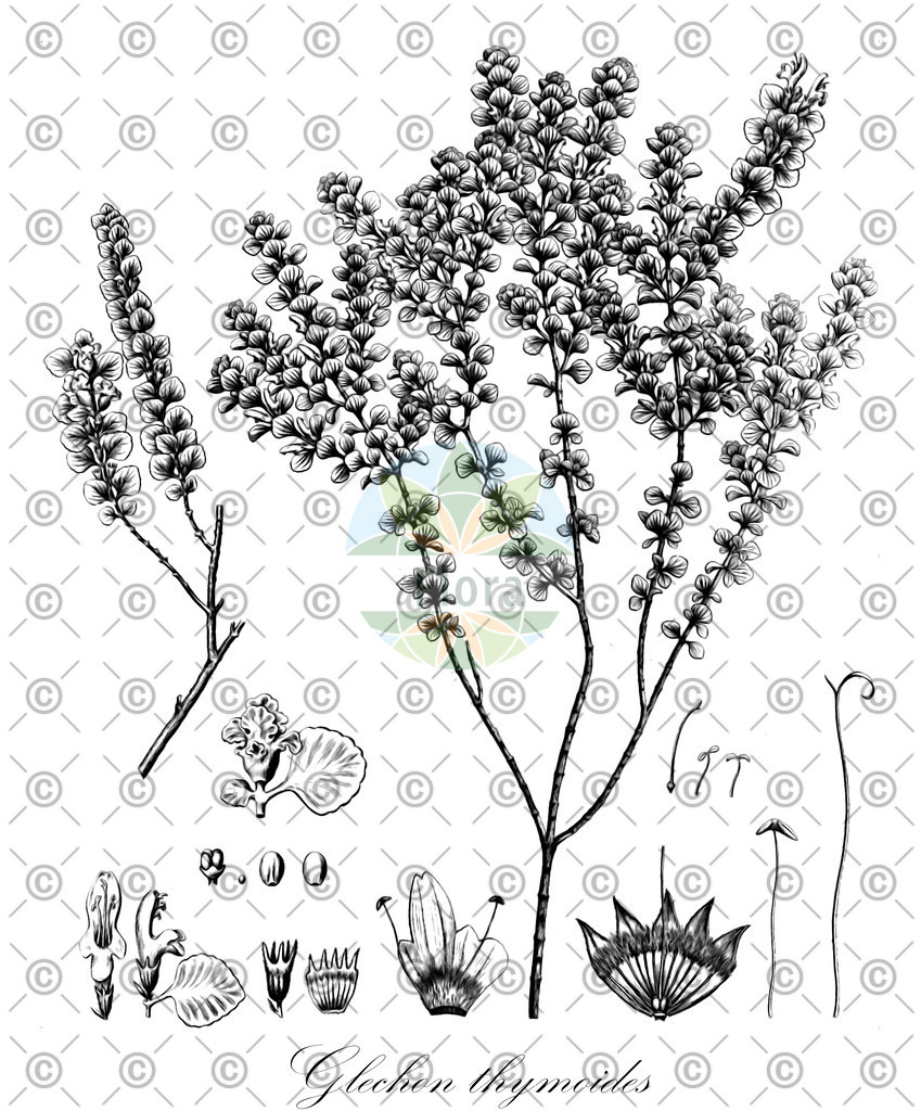 HistAbb_wfo-0000703682_1_ENZY_Simple | Historische Abbildung von Glechon thymoides - Lamiaceae | Historical Illustration of Glechon thymoides - Lamiaceae