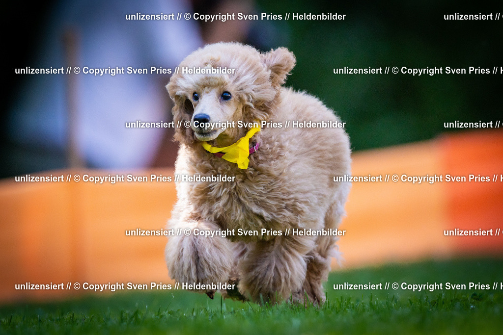 Sven Pries | 2025-08-10 - Hunderennen Durlach - Realisiert mit Pictrs.com