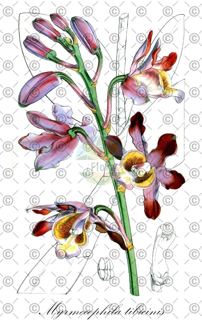 HistAbb_wfo-0000248347_1_ENZY_Simple | Historische Abbildung von Myrmecophila tibicinis - Orchidaceae | Historical Illustration of Myrmecophila tibicinis - Orchidaceae