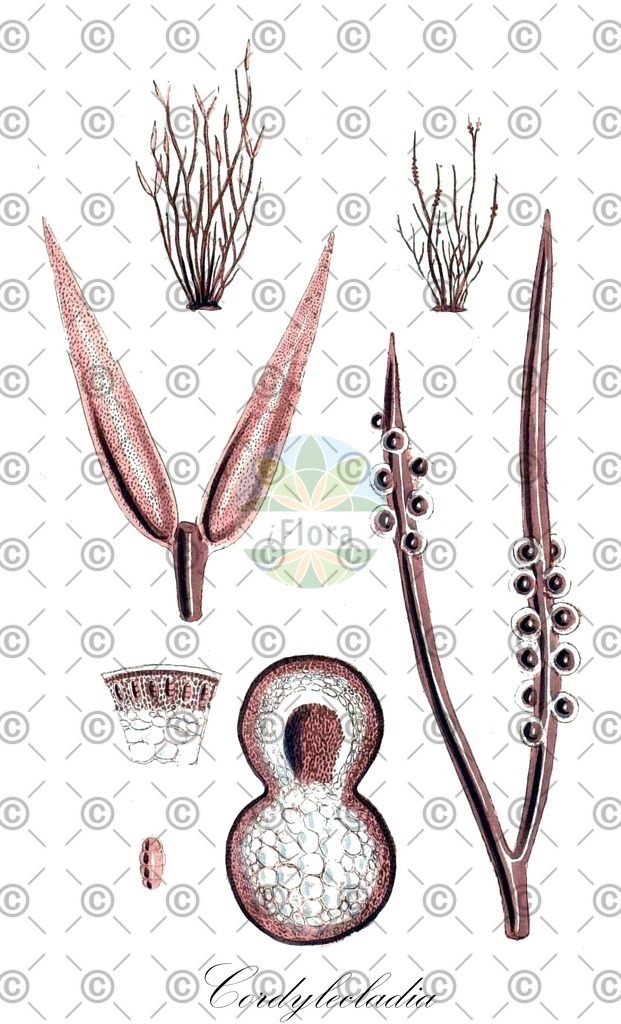 HistAbb_62MKY_2_ENZY_Simple | Historische Abbildung von Cordylecladia - Rhodymeniaceae (0) | Historical Illustration of Cordylecladia - Rhodymeniaceae (0)