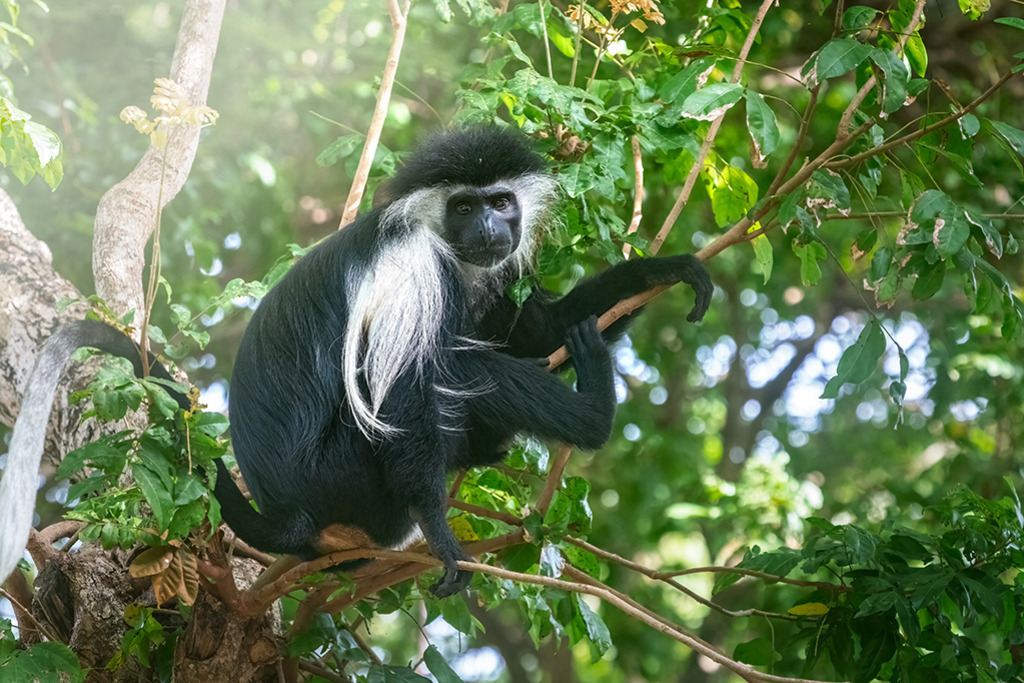 Colobus-Affe | Kenia | Premium-Wandbild von justsomewhere.com: Ein afrikanischer Colobus-Affe mit markantem schwarz-weißem Fell sitzt auf einem Ast inmitten von dichtem, grünem Laub in Kenia. - Realisiert mit Pictrs.com