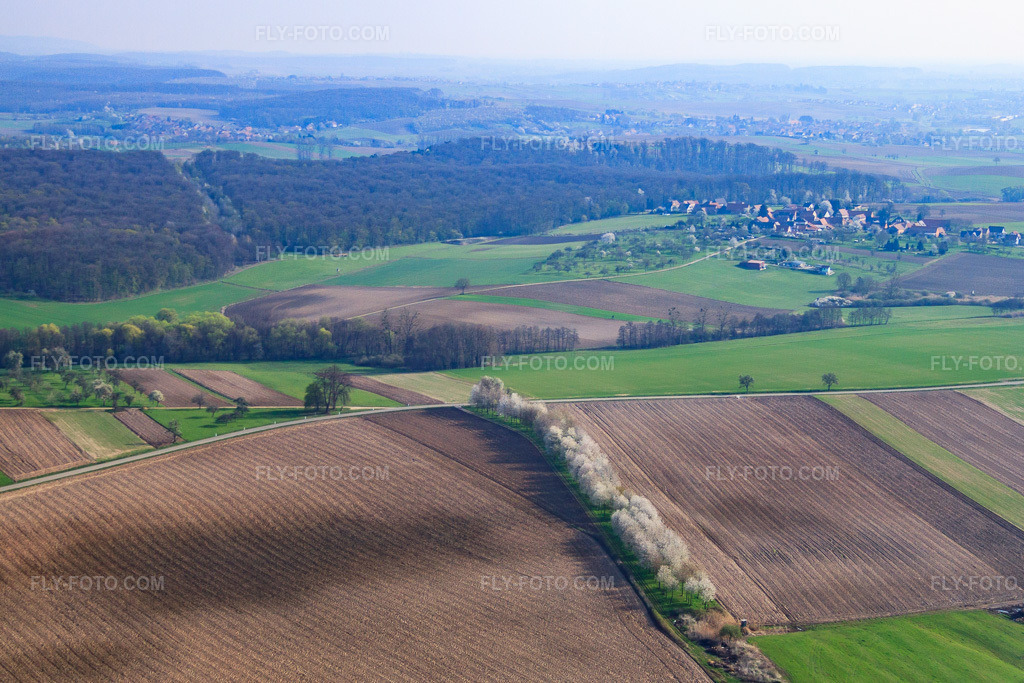 Aerial view: In spring, flowering trees between fields and meadows. in Surbourg in the state Bas-Rhin, France. – Photo: IMG_63791.jpg taken on 03/30/2014 by Werner Riehm/FLY-FOTO.com – Resolution of the original: 4307 x 2871 px