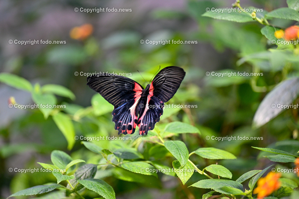 Botanischer Garten Linz_ Schmetterlinge_ Orchideen_ 21.01.2024-33 | 21.01.2024, Botanischer Garten Linz, AUT, Schmetterlinge, im Bild tropische Schmetterlinge, Schmetterling, Falter, Natur, Tiere, Blumen, Pflanzen, Insekten, Butterfly, Tropenhaus