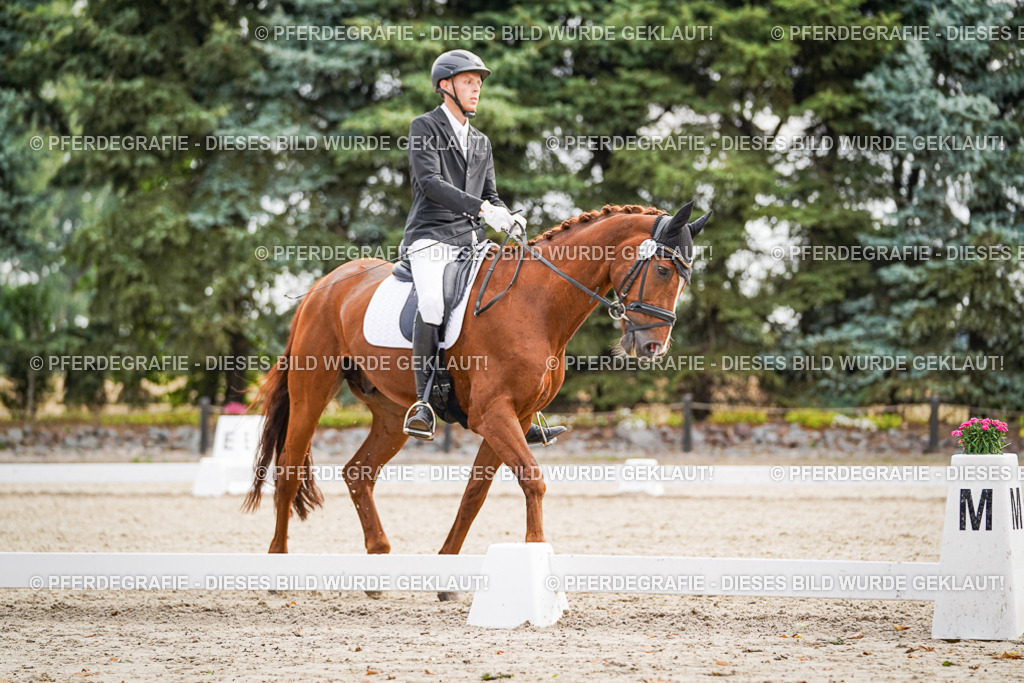 DSC01564 | Pferdegrafie