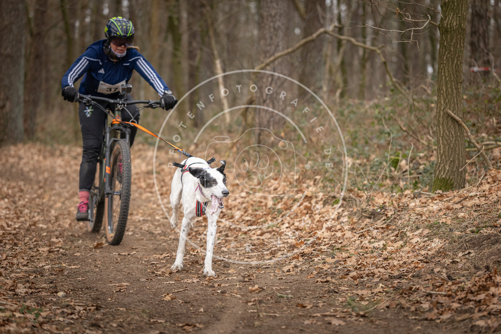 Pfotenfotografie_DV3A0162 | Hundefotografie, Tierfotograf, Pfotenfotografie, Fotoshooting Hund, Hunde Portrait, Hundesport, Hundeportraits, Heideshooting, Hunde, Sportfotograf, Hundefotograf, Turnierhundsport, THS,  - Realisiert mit Pictrs.com