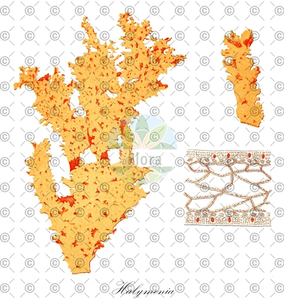 HistAbb_wfo-0000715253_1_ENZY_Simple | Historische Abbildung von Halymenia - Halymeniaceae (0) | Historical Illustration of Halymenia - Halymeniaceae (0)
