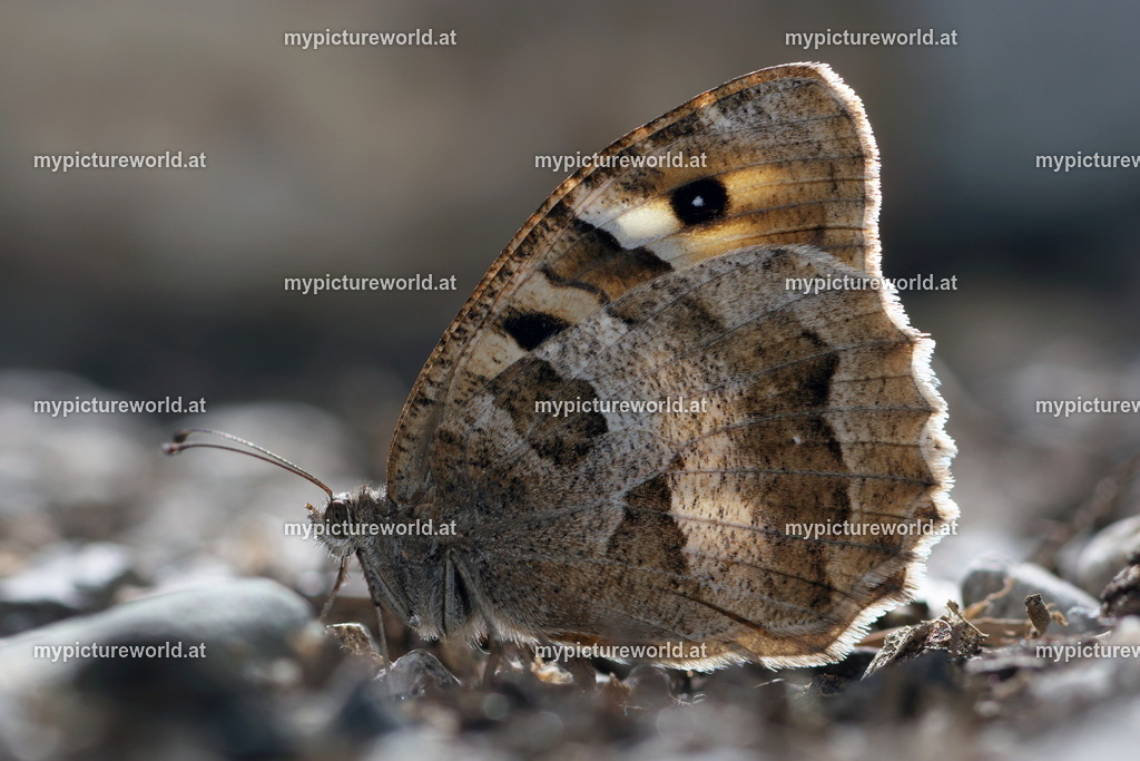 Chazara briseis-016 | Das Bilderarchiv über Tiere, Planzen und Landschaften. In der Bilddatenbank finden Sie ein große Auswahl an hochwertigen Bilder für Ihre Werbung - Realisiert mit Pictrs.com
