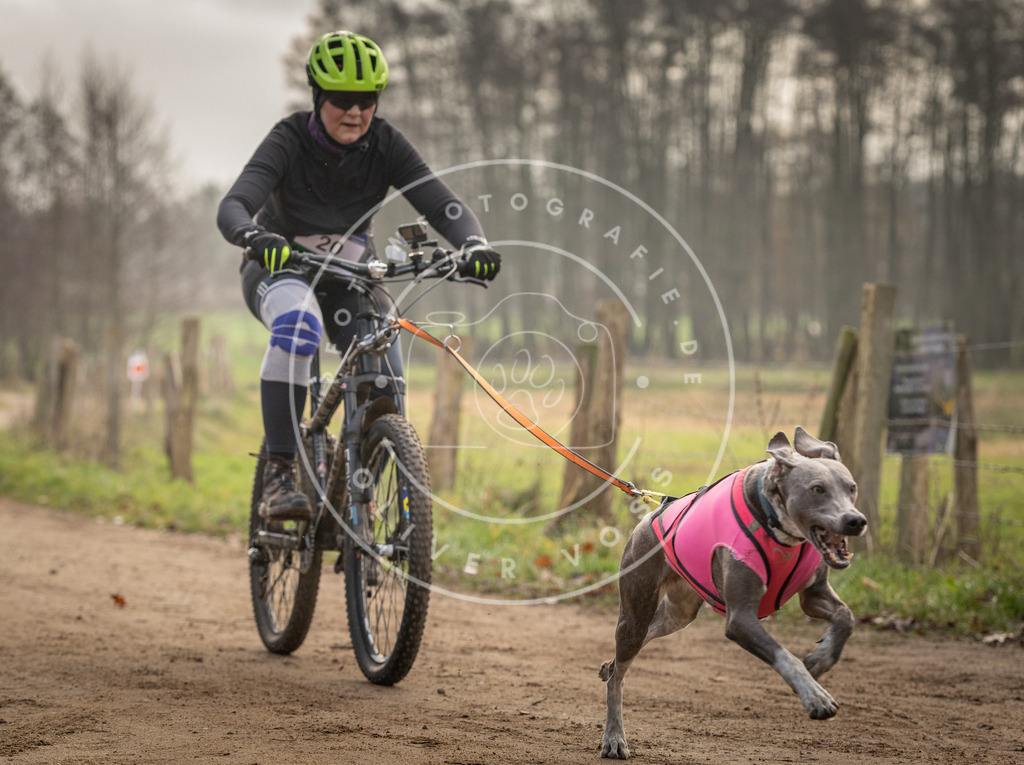 Pfotenfotografie_DV3A2062 | Hundefotografie, Tierfotograf, Pfotenfotografie, Fotoshooting Hund, Hunde Portrait, Hundesport, Hundeportraits, Heideshooting, Hunde, Sportfotograf, Hundefotograf, Turnierhundsport, THS,  - Realisiert mit Pictrs.com