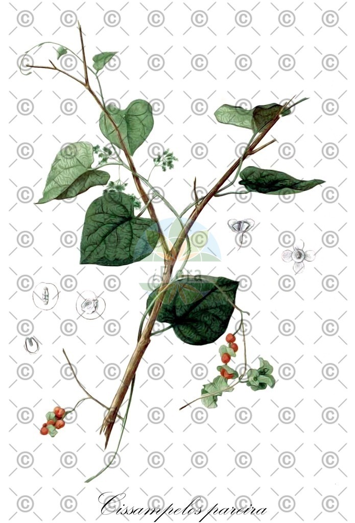 HistAbb_wfo-0000606931_1_ENZY_Simple | Historische Abbildung von Cissampelos pareira - Menispermaceae | Historical Illustration of Cissampelos pareira - Menispermaceae