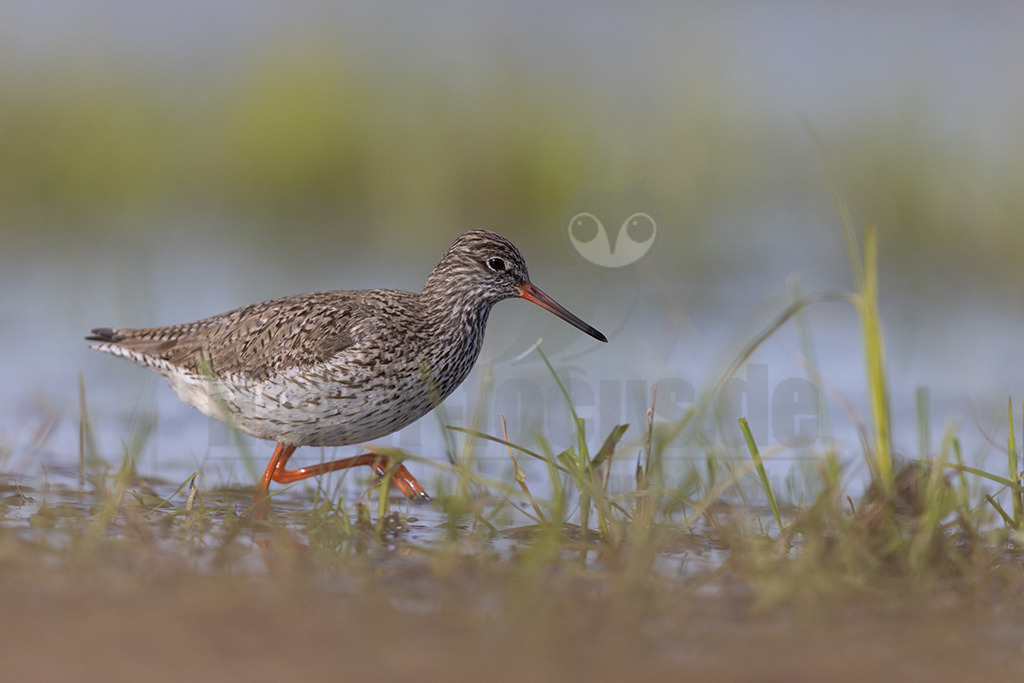 20220412081938 | Der Rotschenkel (Tringa totanus) ist eine Vogelart aus der Familie der Schnepfenvögel (Scolopacidae). Er ist ein Brutvogel über weite Bereiche Eurasiens. Zu seinem Lebensraum gehören die mediterrane bis boreale Zone, und er kommt in Asien auch in Steppen- und Wüstengebieten vor. In Mitteleuropa sind Schwerpunkte seiner Verbreitung die Küsten und das küstennahe Tiefland. - Realisiert mit Pictrs.com