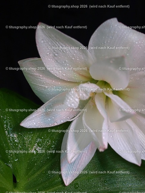 titusgraphy-P1278963_pe | Fotokunstarbeit aus der INSTAGRAM-Gallerie auf titusgraphy.eu - Realisiert mit Pictrs.com