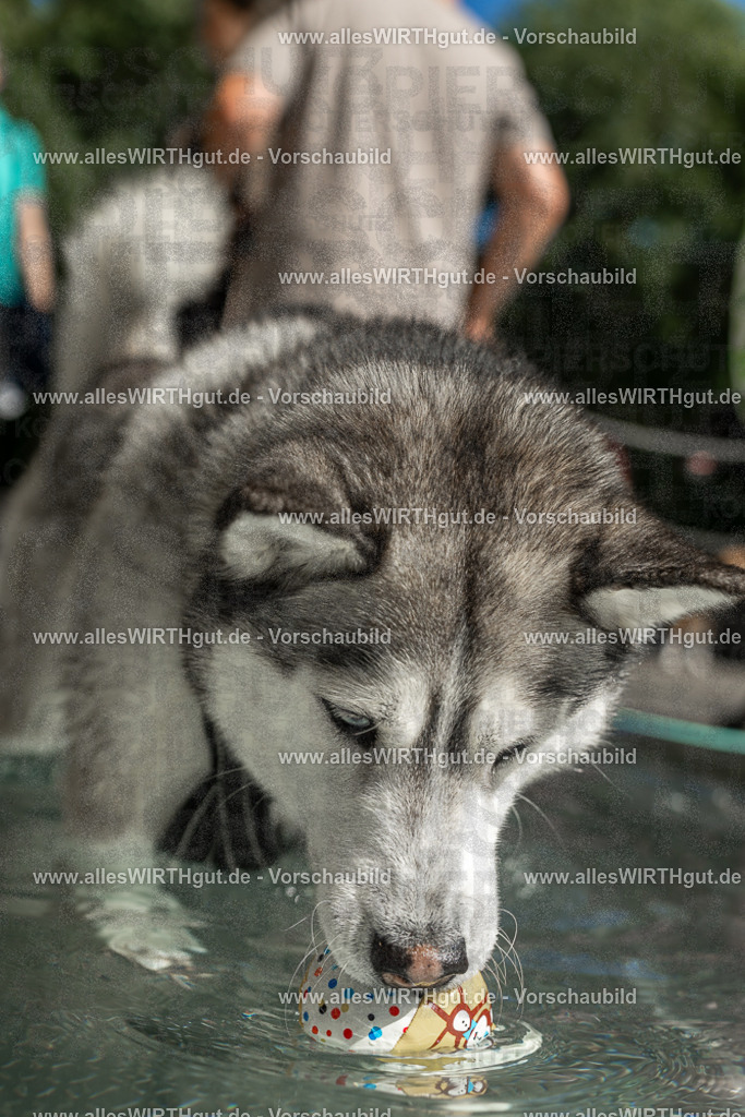 Hundeschwimmen_Volksbad_2026-allesWIRTHgut_Tierfotografie-2609061352-7R500939 | Professionelle Tierfotografie in Mönchengladbach von Daniel Wirth (allesWIRTHgut). Liebevolle & natürliche Bilder von Hunden & Katzen für unvergessliche Erinnerungen.