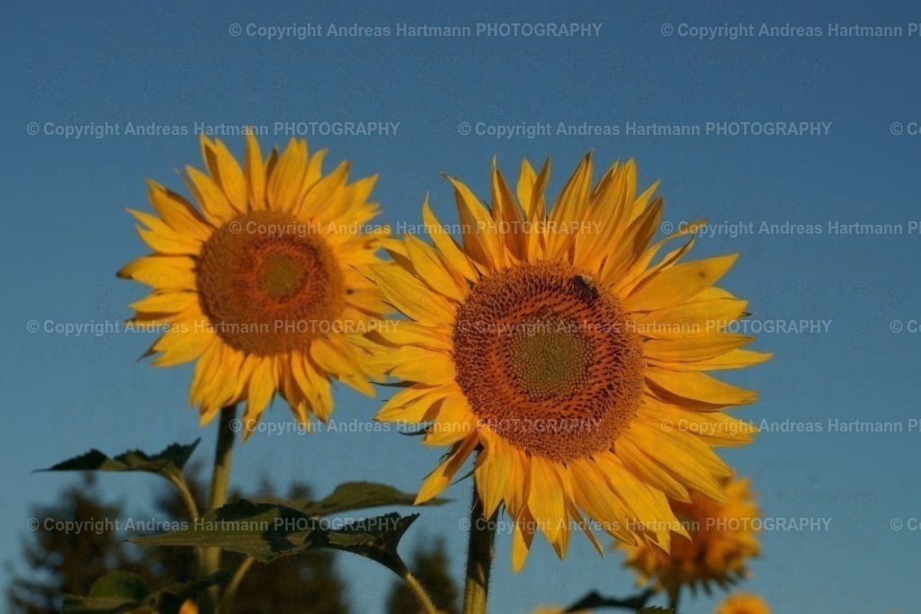 Sonnenblumen Feld im Morgenlicht | Sonnenblumen Feld im Morgenlicht - Realisiert mit Pictrs.com