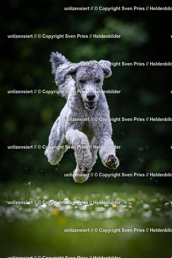 Sven Pries | 2025-05-29 - Pudelrennen KA-Durlach - Realisiert mit Pictrs.com