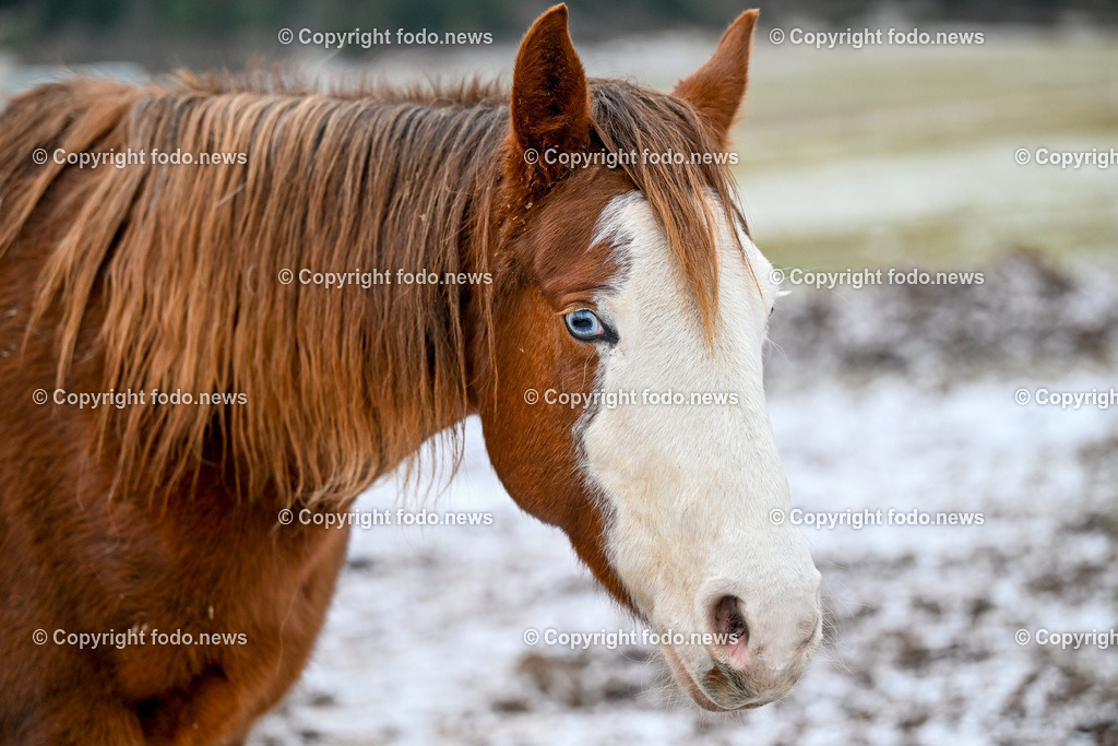 Slowakei_ Durcina_ Ranch Simba_ 25.12.2025-9 | 25.12.2025, Rajec, SVK, Themenbild, Pferde, im Bild Pferd, Pferde, Stute, Hengst, Fohlen, Quarter Horse, Ranch, Weide, Hof, Wiese, Stall, Nutztier, Tier, Tierfotografie