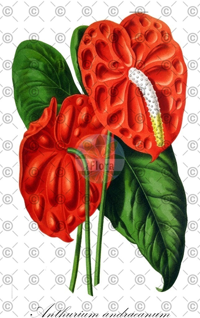HistAbb_wfo-0000232295_1_ENZY_Simple | Historische Abbildung von Anthurium andraeanum - Araceae | Historical Illustration of Anthurium andraeanum - Araceae
