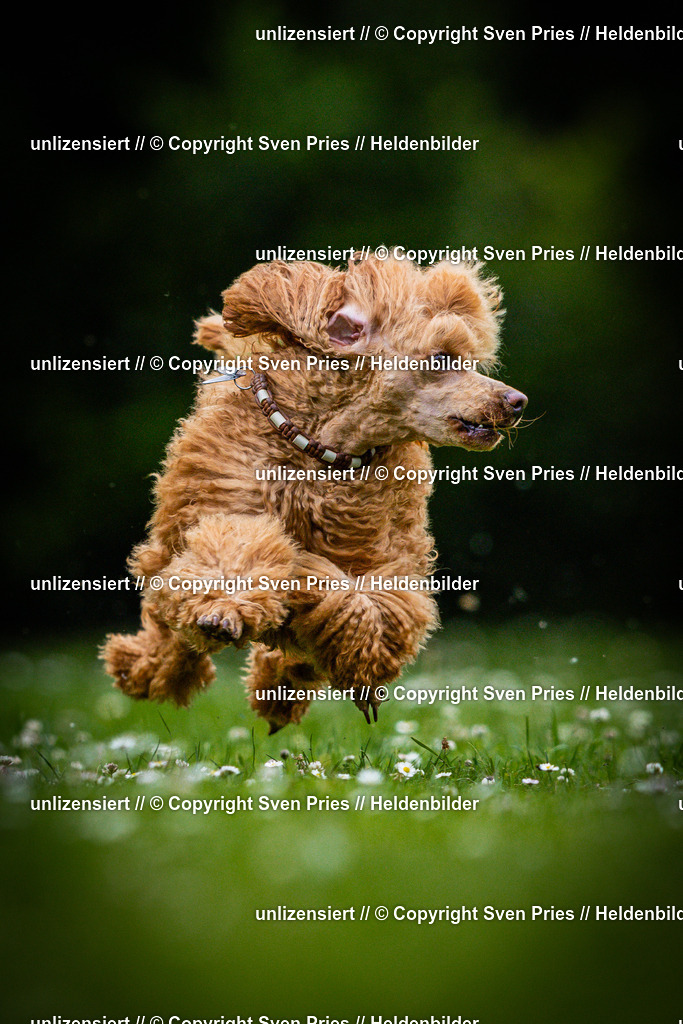 Sven Pries | 2025-05-29 - Pudelrennen KA-Durlach - Realisiert mit Pictrs.com