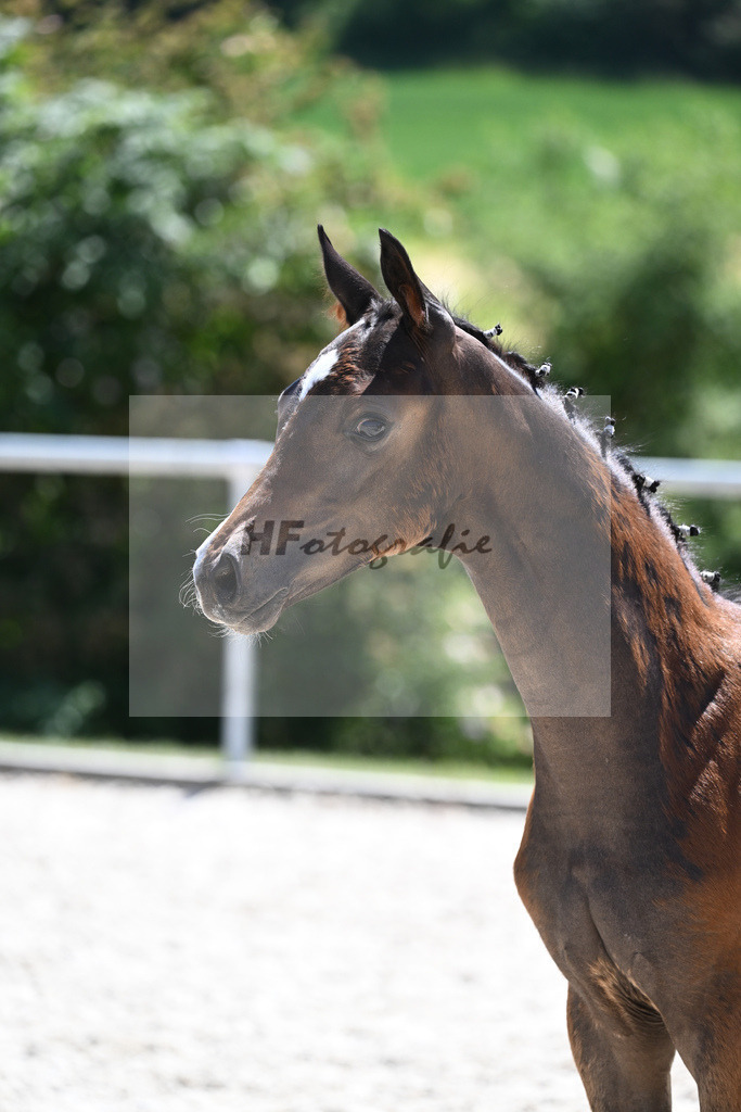 Kat-Nr. 23 SF Zauberlehrling PS_Scheer_16230520 | hf-fotografie - Realisiert mit Pictrs.com