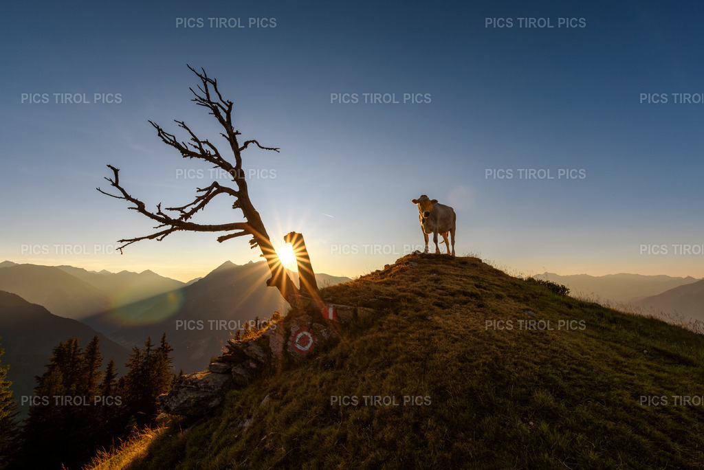 DSC_9294-Verbessert-RR-Bearbeitet | Tirolpics