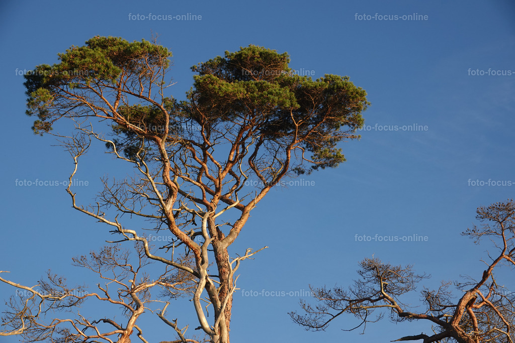 Wind-swept trees in late autumn | foto-focus-online