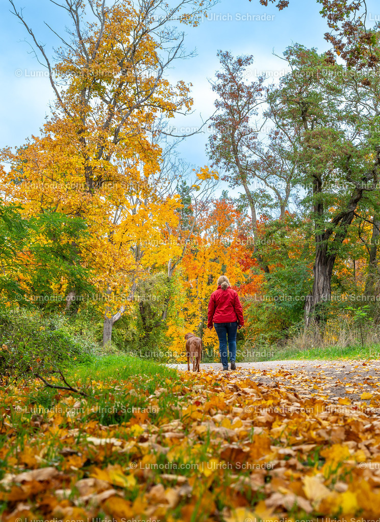 10049-13711 - Herbst in den Spiegelsbergen | Stockfoto und Bilderpool mit Bildmaterial aus Deutschland, dem Harz, Halberstadt, Quedlinburg, Wernigerode und weltweit. Qualitativ hochwertige und professionelle Fotos anschauen und kaufen. - Realisiert mit Pictrs.com