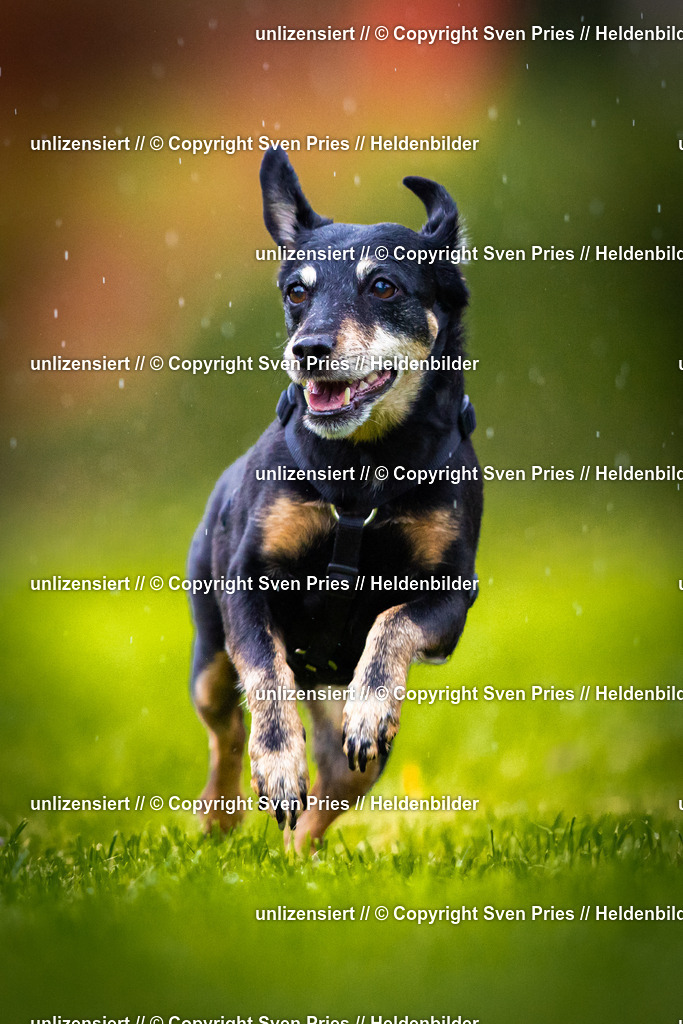 Sven Pries | 2025-09-21 - Hunderennen Baden-Oos - Realisiert mit Pictrs.com