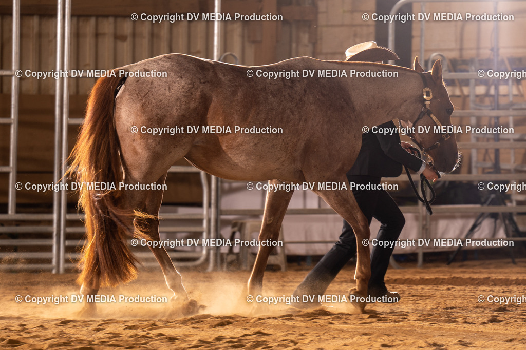 NID00106 | dv-media-shop - Realisiert mit Pictrs.com