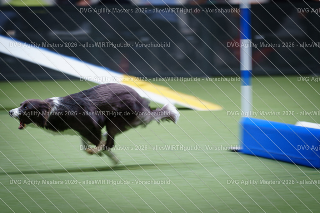 allesWIRTHgut_Tierfotografie-DVG_Agility_Masters_2026-15_38-7R506668 | Professionelle Tierfotografie in Mönchengladbach von Daniel Wirth (allesWIRTHgut). Liebevolle & natürliche Bilder von Hunden & Katzen für unvergessliche Erinnerungen.