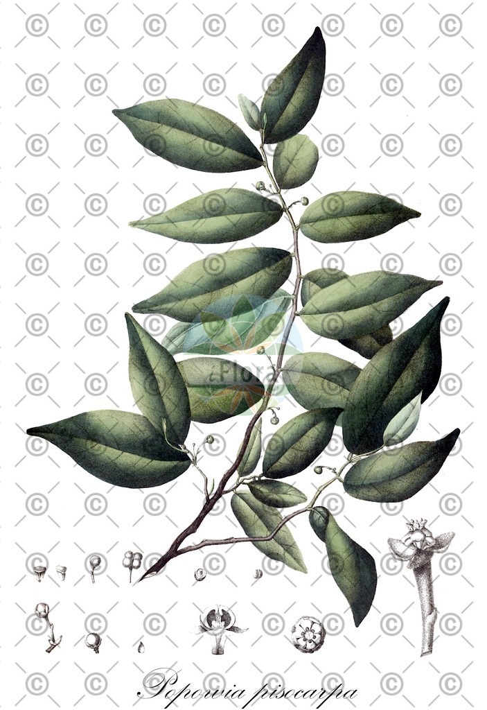HistAbb_wfo-0001036016_1_ENZY_Simple | Historische Abbildung von Popowia pisocarpa - Annonaceae | Historical Illustration of Popowia pisocarpa - Annonaceae
