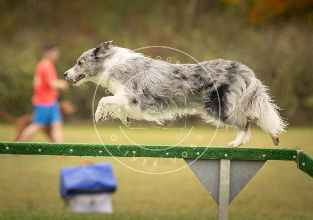 Pfotenfotografie_DV3A7184 | Hundefotografie, Tierfotograf, Pfotenfotografie, Fotoshooting Hund, Hunde Portrait, Hundesport, Hundeportraits, Heideshooting, Hunde, Sportfotograf, Hundefotograf, Turnierhundsport, THS,  - Realisiert mit Pictrs.com