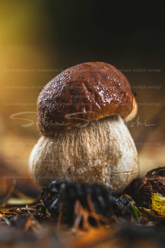 Steinpilz | Exklusive Naturfotografie für stilvolle Wanddekoration ★ Premium Wandbilder Made in Germany ✔️ FineArt Drucke & Downloads ✔️ Brillante Farben, höchste Qualität & weltweiter Versand ✔️ - Realisiert mit Pictrs.com