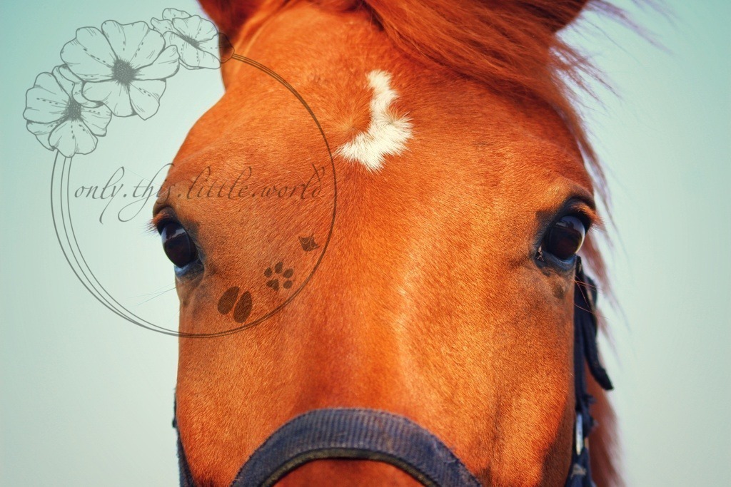 Pferd Fuchs Sternblesse | only.this.little.world - Realisiert mit Pictrs.com