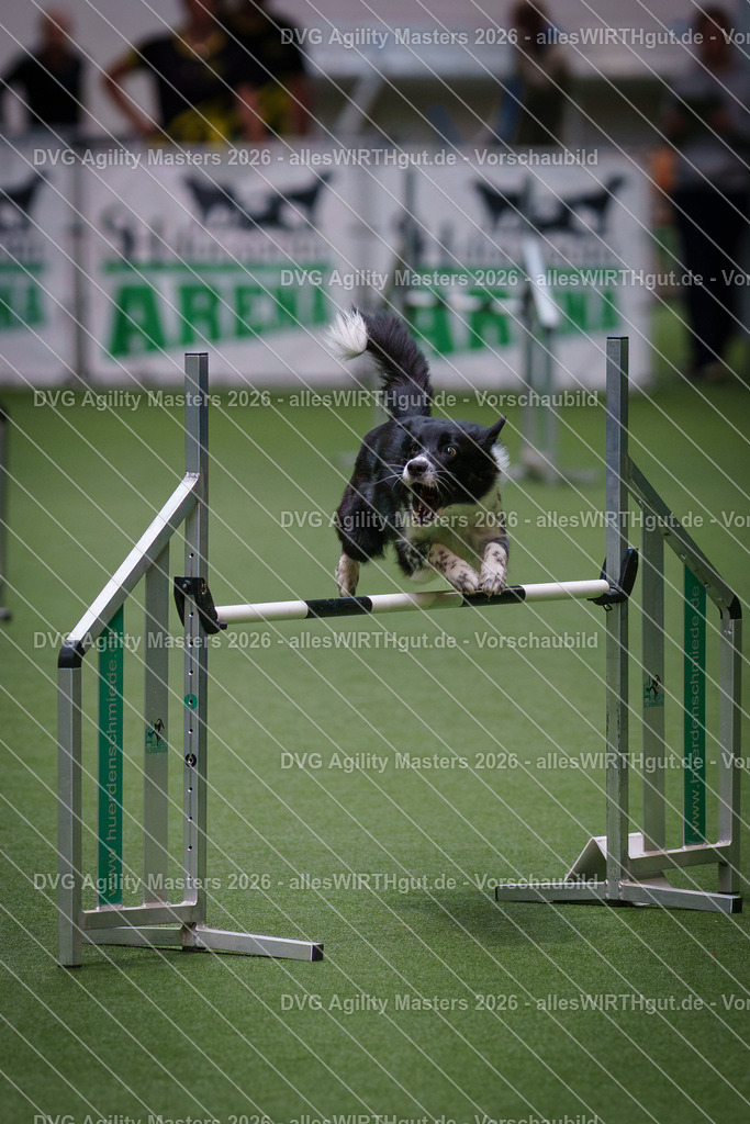allesWIRTHgut_Tierfotografie-DVG_Agility_Masters_2026-09_21-7R501434 | Professionelle Tierfotografie in Mönchengladbach von Daniel Wirth (allesWIRTHgut). Liebevolle & natürliche Bilder von Hunden & Katzen für unvergessliche Erinnerungen.
