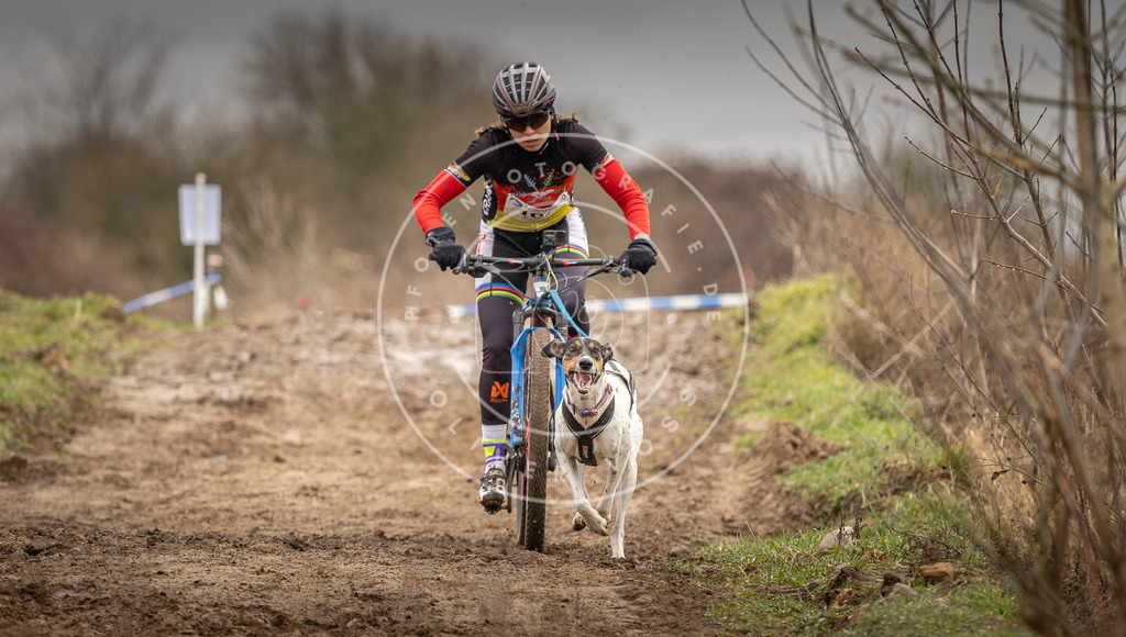 DV3A0637 | Hundefotografie, Tierfotograf, Pfotenfotografie, Fotoshooting Hund, Hunde Portrait, Hundesport, Hundeportraits, Heideshooting, Hunde, Sportfotograf, Hundefotograf, Turnierhundsport, THS,  - Realisiert mit Pictrs.com