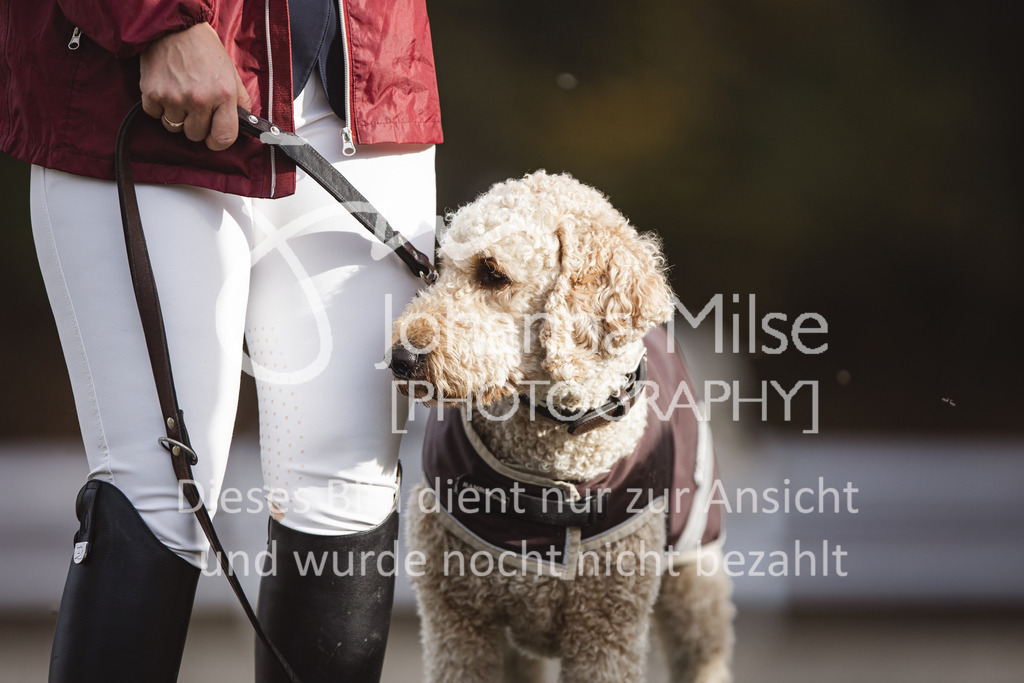 221021_Warstein_2Ph-S-Spezial-302 | Deine schönsten Turniermomente als professionelle Fotos! Entdecke hochwertige Pferdesport-Fotografie im Online-Shop. Jetzt Fotos finden & bestellen!