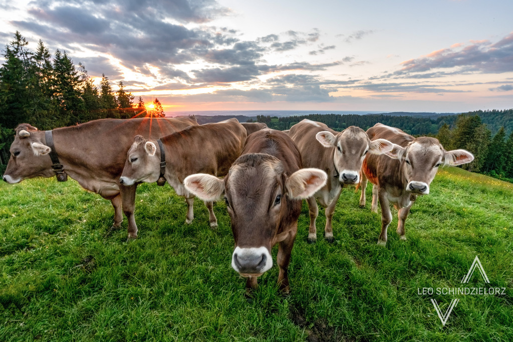 Fotografie_Leo_Schindzielorz_Sommer_Allgaeu_Kuh_20200525-A7R02163_org | Atmosphärische Landschaftsbilder & Drohnenaufnahmen aus dem Allgäu, Tirol, Südtirol & der Schweiz – ideal für Leinwanddrucke & zur stilvollen Raumgestaltung. - Realisiert mit Pictrs.com