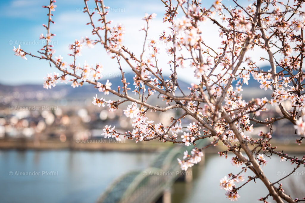 foto_c_pfeffel-partner-0181-R52_2690 | alexander-pfeffel - Realisiert mit Pictrs.com