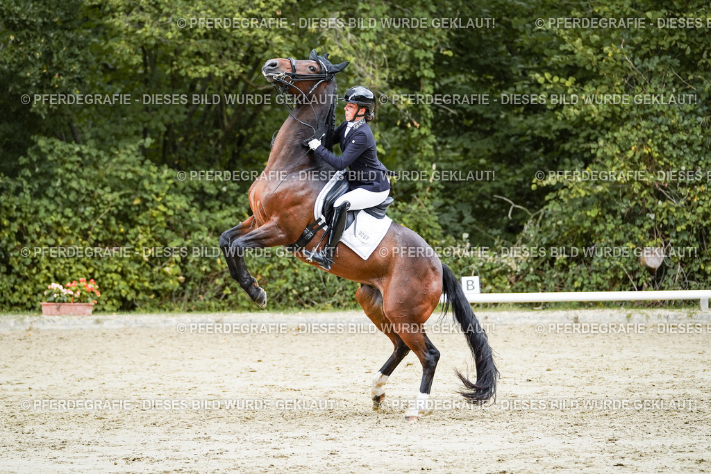 DSC06633 | Pferdegrafie